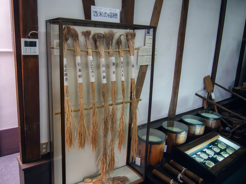 普通のお米と酒造好適米の稲穂