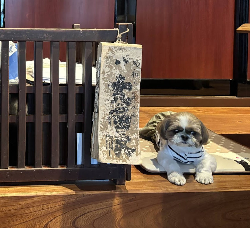 田辺酒造の看板犬・猪口ちゃん
