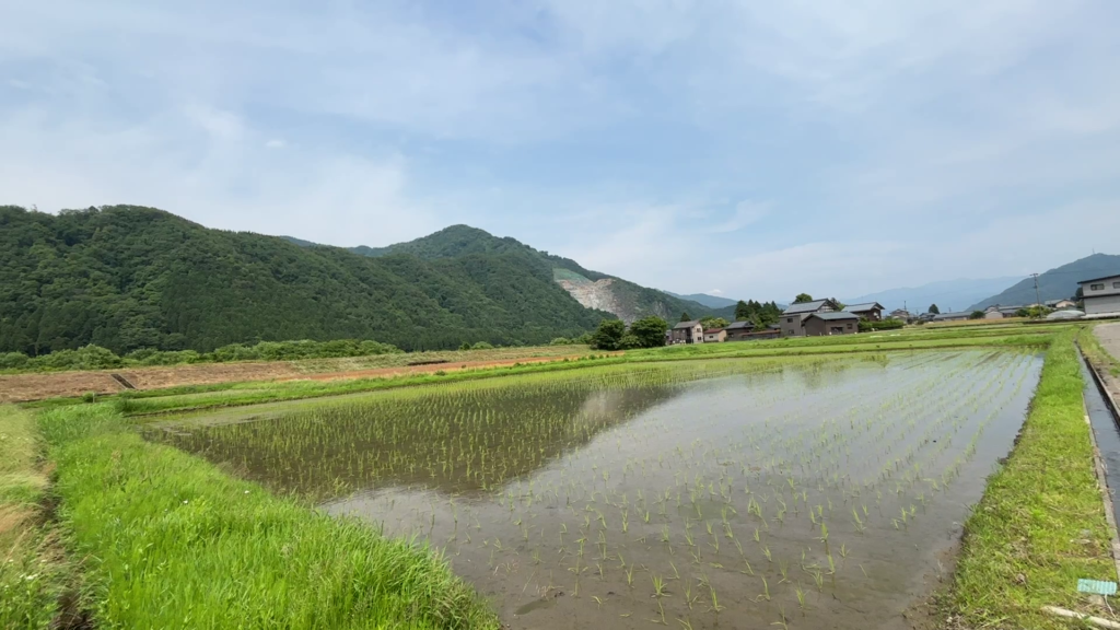 北島蔵の水田
