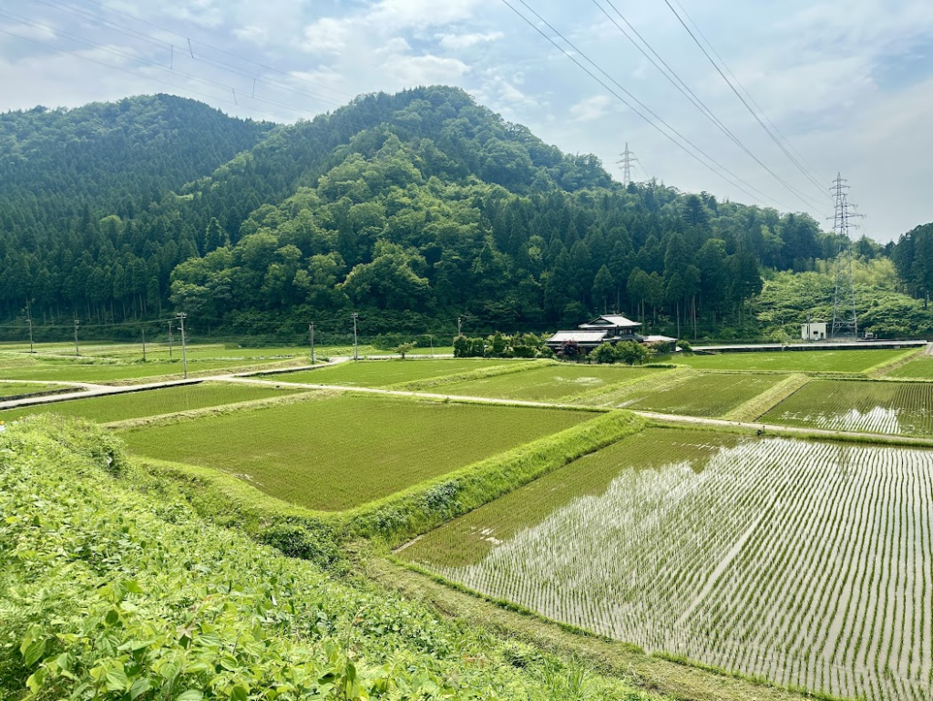 吉峯蔵周辺の田んぼ